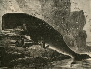 स्पर्म-व्हेल, 1882। द्वारा अज्ञात