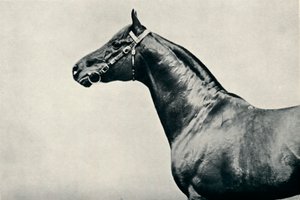 पूरी तरह से नस्ल के सिर, रेडियम, c1910 द्वारा अज्ञात