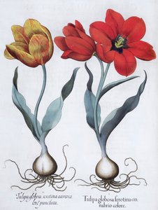 ट्यूलिप, 1613 द्वारा अज्ञात