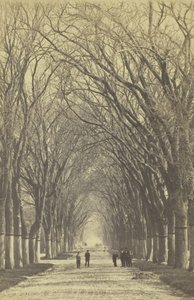 पेड़ों का शीर्षक रहित मार्ग, 1840-1900। द्वारा अज्ञात
