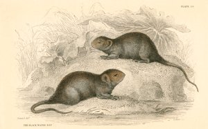 वाटर वोल अरविकोला टेरिस्ट्रिस, जिसे काला पानी चूहा, 1828 भी कहा जाता है द्वारा अज्ञात
