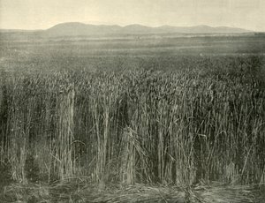 व्हीट फील्ड, कैनिंग डाउन्स, क्वींसलैंड, 1901। द्वारा अज्ञात