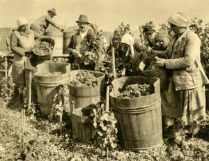बेडन बी वाईन, लोअर ऑस्ट्रिया, c1935 के पास शराब की फसल। द्वारा अज्ञात