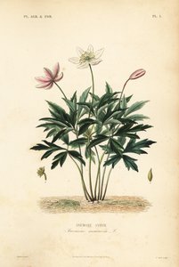 लकड़ी एनीमोन या विंडफ्लावर, एनीमोन नेमोरोसा, एनीमोन सिल्वी द्वारा अज्ञात