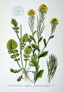 पीला रॉकेट, 1893 द्वारा अज्ञात