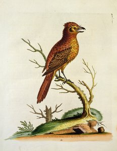 इंडियन ग्रेट क्रेस्टेड बुलचर बर्ड, पब। मई 1742 जीई इनार्ड द्वारा द्वारा अज्ञात अज्ञात