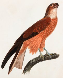एक भूरे रंग के पक्षी का एक रंग चित्रण द्वारा अज्ञात