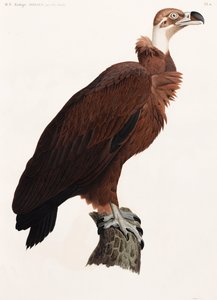 एक गिद्ध का एक पूर्ण पृष्ठ रंग चित्रण द्वारा अज्ञात