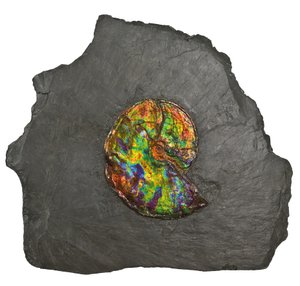 कनाडा से एक बड़ा इंद्रधनुषी अमोनसाइट (जीवाश्म) द्वारा अज्ञात