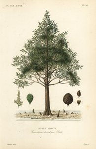 गंजा सरू या दलदली सरू का पेड़, टैक्सोडियम डिस्टिचम, सरू चौवे द्वारा अज्ञात