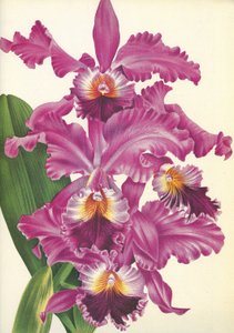 वानस्पतिक बोर्ड / Cattleya Labiata var। परफेक्टा / लिंडेनिया द्वारा अज्ञात