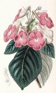 वानस्पतिक चित्रण/Achimenes Grandiflora/Achimene में बड़े फूल होते हैं द्वारा अज्ञात