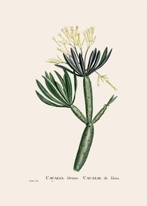 वानस्पतिक चित्रण/Redoubt/Senecio kleinia/Senecon द्वारा अज्ञात कलाकार