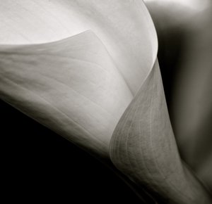कॉलली, 2015 (बी/डब्ल्यू फोटो) द्वारा अज्ञात कलाकार