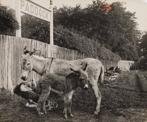 दो गधों का सम्मिश्रण, c 1909 द्वारा अज्ञात