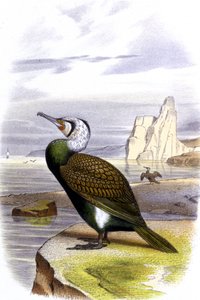  द्वारा अनजान कलाकार
