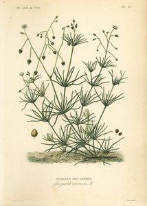 मकई spurry, Spergula arvensis, फील्ड शतावरी द्वारा अज्ञात