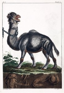 साँड़नी द्वारा अज्ञात