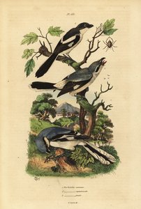 ग्रेट ग्रे श्रेक, लैनियस एक्सक्यूबिटर, ग्रे-समर्थित फिस्कल, लैनियस एक्सक्यूबिटरोइड्स, और फिस्कल श्रेक, लैनियस कोलारिस पाई ग्रिचे कम्यून, सेप्टेंट्रियोनेल, फिस्कल द्वारा अज्ञात