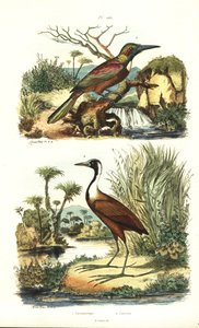 ग्रेट जैकमार, जैकामेरॉप्स ऑरियस, और उत्तरी जैकाना, जैकाना स्पिनोसा द्वारा अज्ञात