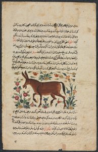 खार (गधा), नुजहत-नाम-यई अलैहि (काउंसलर की उत्कृष्ट पुस्तक) से शाहमर्दन इब्न अबी-खैर्र द्वारा अज्ञात