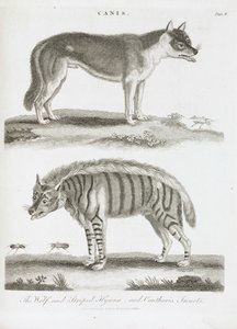 भेड़िया और धारीदार लकड़बग्घा और कैंथरिस कीड़े द्वारा अज्ञात
