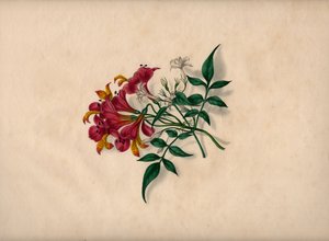 लिली (रंगीन उत्कीर्णन) द्वारा अज्ञात