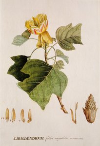 लिरियोडेंड्रोन ट्यूलिपिफेरा/ट्यूलिपियर/ट्यूलिप ट्री द्वारा अज्ञात