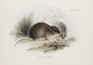 माउस, टिएरा डेल फ़्यूगो, दक्षिण अमेरिका, सी. 1832-1836 द्वारा अनजान कलाकार