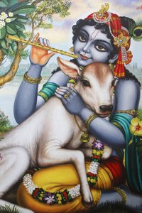 हिंदू भगवान कृष्ण को बांसुरी बजाते और एक बछड़े को प्यार करते हुए चित्रित किया गया चित्र। भारत द्वारा अज्ञात