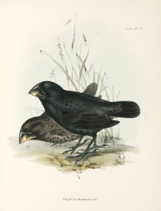 बड़े ग्राउंड फिंच की जोड़ी, गैलापागोस द्वीप समूह, सी 1832-1836 द्वारा अज्ञात