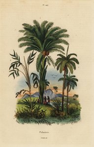 ताड़ के पेड़: खजूर, फीनिक्स डेक्टाइलिफेरा 1, अटालिया प्रजाति 2, और जिओनोमा प्रजाति 3 द्वारा अज्ञात