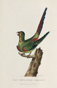 #39;रेड शोल्डर्ड पैराकीट#39;, ऑस्ट्रेलिया, लगभग 1788 द्वारा अनजान कलाकार