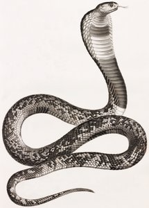 सरीसृप: एक Asp द्वारा अज्ञात