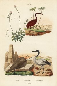 स्कार्लेट आइबिस, यूडोसिमस रूबर 2, अफ़्रीकी सेक्रेड आइबिस, थ्रेस्कीओर्निस एथियोपिकस 3,4 और कैंडीटुफ़्ट, इबेरिस सेपरविरेंस 1 द्वारा अज्ञात
