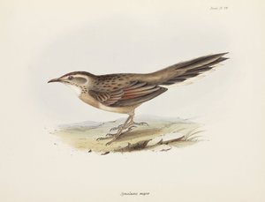 स्पिनेटेल, दक्षिण अमेरिका, लगभग 1832-1836 द्वारा अनजान कलाकार