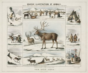 'द रीन डियर', सी 1845 द्वारा अज्ञात