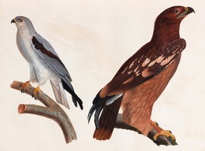 पक्षियों के दो रंग चित्रण द्वारा अज्ञात