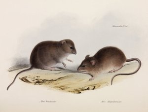 दो प्रकार के माउस, दक्षिण अमेरिका, c 1832-1836 द्वारा अज्ञात