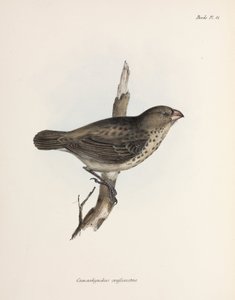 शाकाहारी फिंच, गैलापागोस द्वीप समूह, सी 1832-1836 द्वारा अज्ञात