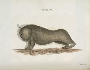 वोम्बैट, ऑस्ट्रेलिया, c 1798 द्वारा अज्ञात