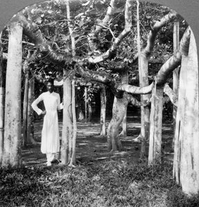 एक बरगद के पेड़ की जड़ों के बीच, कलकत्ता, भारत, 1900s। द्वारा अंडरवुड और अंडरवुड
