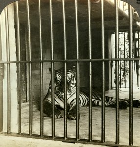 आदमखोर बाघ को 200 मौतों के लिए दोषी ठहराया, कलकत्ता, भारत, c1903।