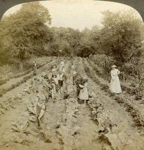 एक वनस्पति उद्यान में काम करने वाले बच्चे, साल्वेशन आर्मी होम, स्प्रिंग वैली, न्यूयॉर्क, यूएसए। द्वारा अंडरवुड और अंडरवुड