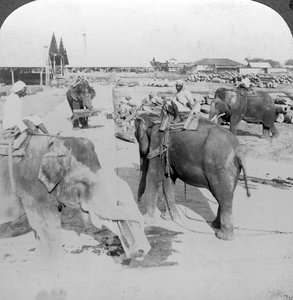 हाथी लकड़ी के यार्ड, भारत में काम करते हैं, c1900s। द्वारा अंडरवुड और अंडरवुड