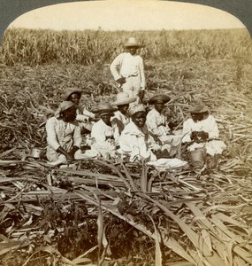 ला यूनियन चीनी बागान पर, सैन लुइस, सैंटियागो प्रांत, क्यूबा, 1899। द्वारा अंडरवुड और अंडरवुड