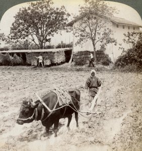 क्योटो, जापान, 1904 के पास, उजी में मुख्य सड़क के उत्तर में, चावल के रोपण के लिए बाढ़ की जमीन की जुताई। द्वारा अंडरवुड और अंडरवुड