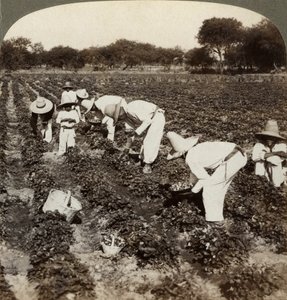 स्ट्रॉबेरी क्षेत्र, Irapuato, मैक्सिको। द्वारा अंडरवुड और अंडरवुड