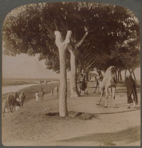 पिरामिड, मिस्र के लिए सड़क, 1896। द्वारा अंडरवुड और अंडरवुड