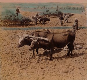 जाँकोपिंग, स्वीडन, 1905 के पास एक खेत में काम पर अपने मवेशियों के साथ मितव्ययी देश-लोक: कलाकार: एल्मर अंडरवुड, बर्ट एलियास अंडरवुड। द्वारा अंडरवुड और अंडरवुड